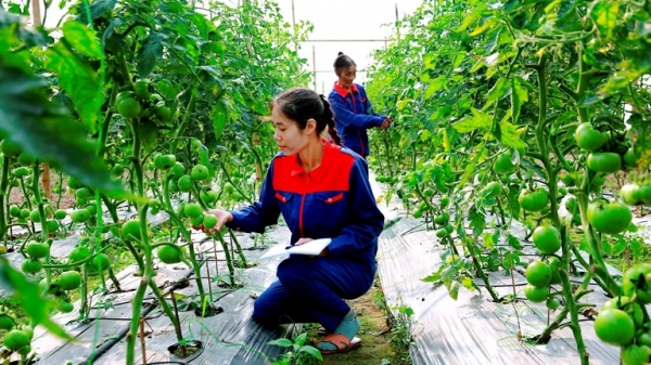 Giải pháp đột phá trong phát triển nông nghiệp hữu cơ tại Việt Nam
