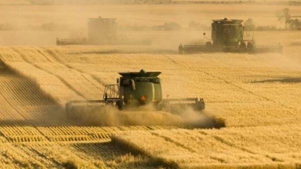 Úc chiếm 77% lượng lúa mì Việt Nam nhập khẩu