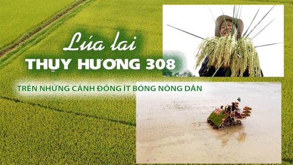 Giống lúa chống chịu Thụy Hương 308 trên những cánh đồng ít bóng nông dân