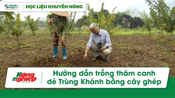 Hướng dẫn trồng thâm canh dẻ Trùng Khánh bằng cây ghép