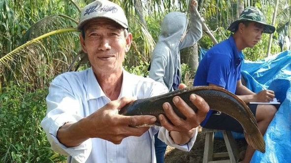 Trà Vinh: Giá cá lóc tăng, nông dân lãi đậm