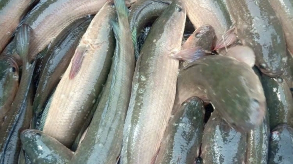 Giá cá lóc cuối vụ thấp nhất trong 3 năm qua
