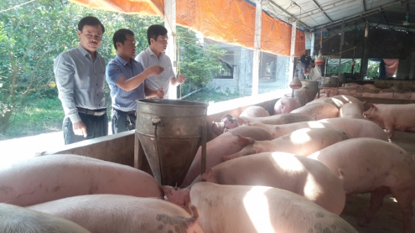 Kiểm soát giá bán lợn thịt và thịt lợn tại địa phương
