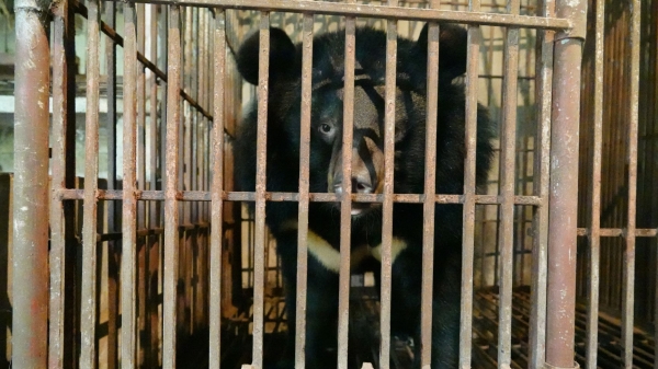 Cứu hộ hai mẹ con gấu ngựa tại Phú Thọ