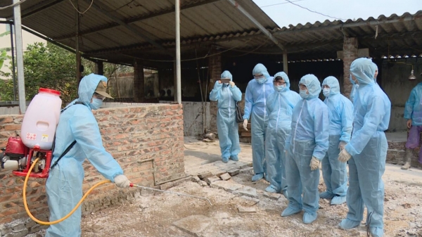 Bắc Ninh theo dõi chặt chẽ diễn biến bệnh cúm lợn tại Việt Nam