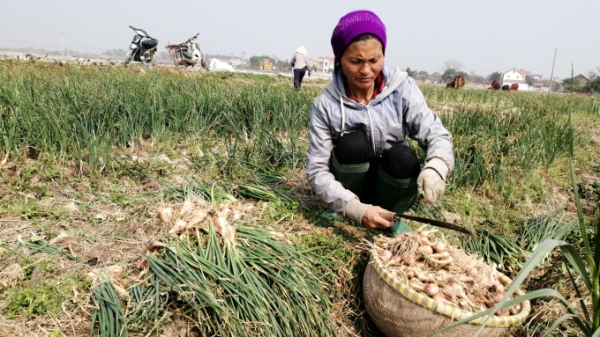 Nông dân Bắc Ninh khẩn trương thu hoạch hành lấy đất đổ ải
