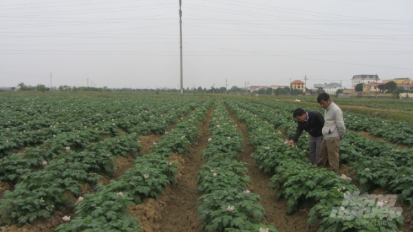 Cơ giới hóa canh tác khoai tây mang lại hiệu quả kinh tế cao