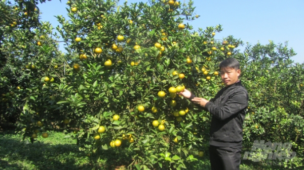 Vườn cam VietGAP tiền tỷ cho thu hoạch quanh năm