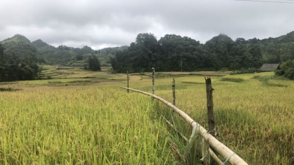 Lào Cai xây dựng vùng thâm canh lúa trên 8.000ha