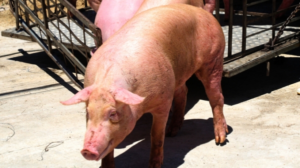Hiểm họa môi trường từ dự án nuôi lợn công nghiệp 70ha ở Nghĩa Mai
