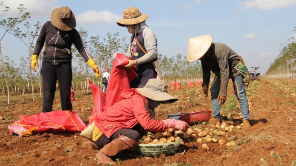 Nông dân Đắk Lắk giàu từ trồng khoai tây