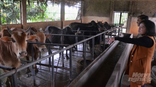 Giống bò ta của Việt Nam được Trung Quốc ưa chuộng