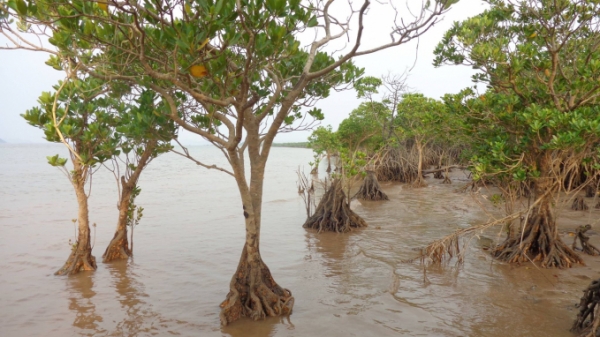 Rừng ngập mặn Đồng Rui đủ điều kiện trở thành khu Ramsar