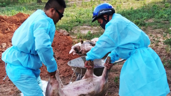 Xuất hiện dịch tả lợn Châu Phi gần biên giới Việt - Lào