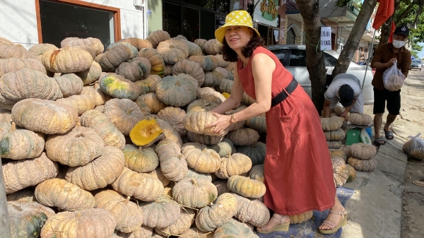 Phú Yên chung tay hỗ trợ tiêu thụ 10 tấn bí ngô