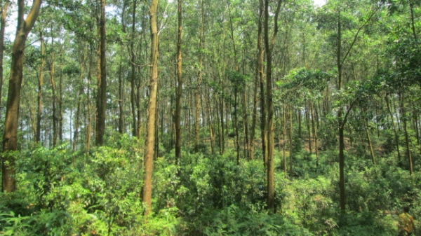 Còn 6 tỉnh chưa công bố hiện trạng rừng năm 2020