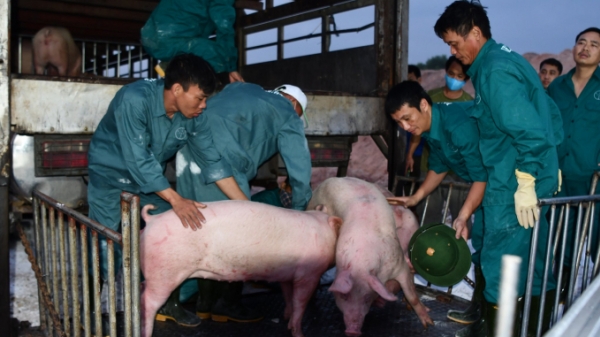 Tạm ngừng nhập khẩu lợn sống để giết mổ từ Thái Lan