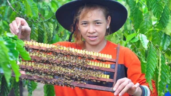 Người Cil nuôi ong mật an toàn sinh học