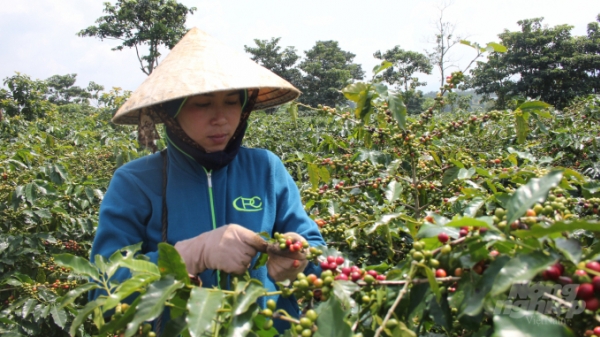 Cà phê Arabica Khe Sanh đạt giải Nhất cuộc thi Cà phê đặc sản Việt Nam