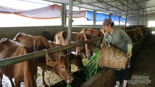 Sản lượng thịt trâu, bò của Hà Giang tăng hơn 7%