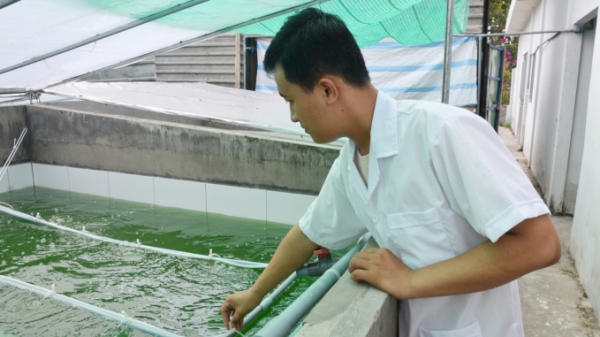 Khởi nghiệp với mô hình nuôi tảo Spirulina