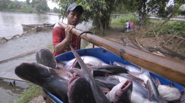 Nghiên cứu mô hình liên kết mới cho cá tra