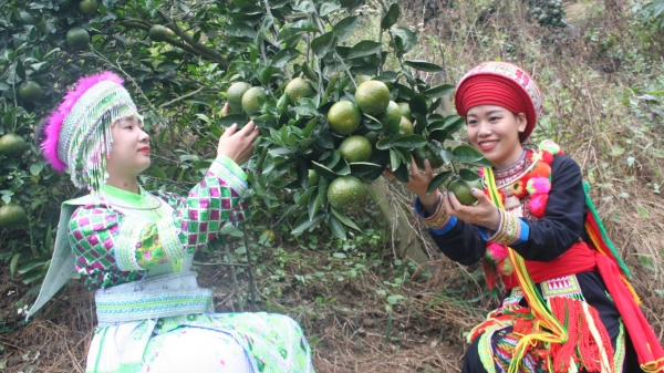 Phân bón Văn Điển giúp trẻ hóa vùng cam Hà Tuyên