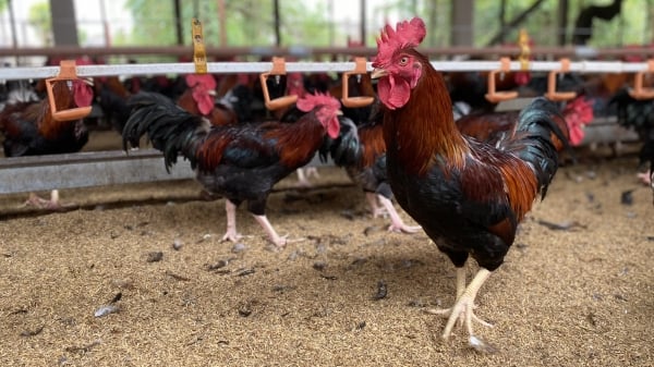 Xu thế chăn nuôi mới trên nền tảng giống gà lông màu thuần Việt
