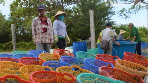 Gắn chặt quản lý vật tư nông nghiệp với an toàn thực phẩm