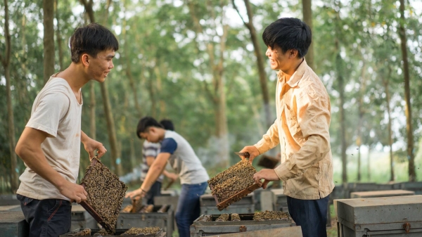 Mật ong Việt Nam bị Hoa Kỳ công bố áp thuế 412%