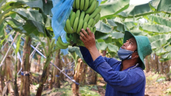Số hóa vùng cây ăn trái phục vụ xuất khẩu