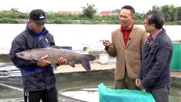 Bí quyết nuôi cá giòn thành công trên sông Kinh Thầy