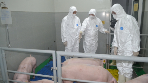 Vacxin Dịch tả lợn Châu Phi bảo hộ 100% số lợn được tiêm