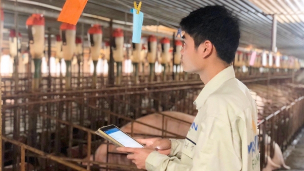 Mavin chính thức vận hành hệ thống SAP ERP cho ngành chăn nuôi heo
