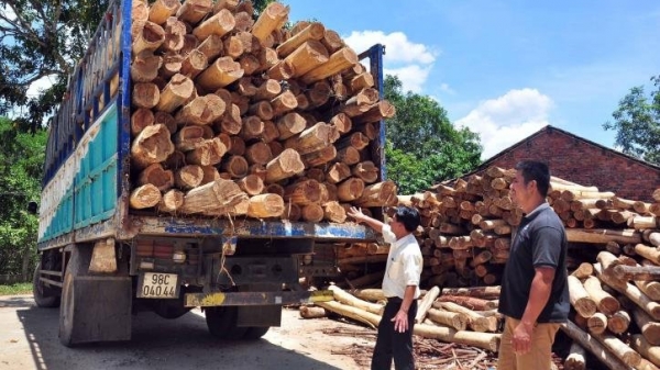 Xây dựng hệ thống dữ liệu cung - cầu gỗ nguyên liệu