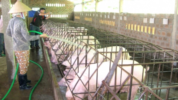 Lạng Sơn hướng tới chăn nuôi trang trại an toàn sinh học quy mô lớn