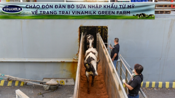 Vinamilk nhập 1.550 bò sữa từ Mỹ về trang trại Green Farm