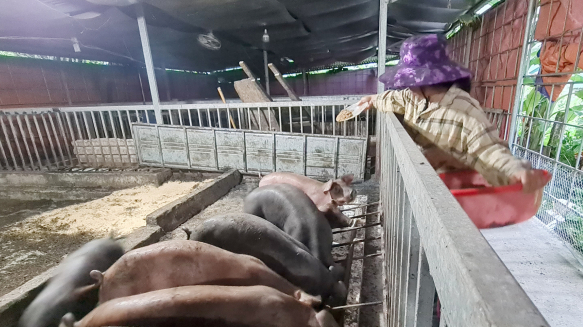 Tái đàn lợn tại Thừa Thiên - Huế: Tỉnh vẽ kế hoạch, huyện gánh còng lưng