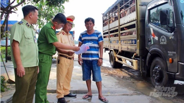 Ngăn chặn vận chuyển lợn trái phép qua lại biên giới Việt - Lào
