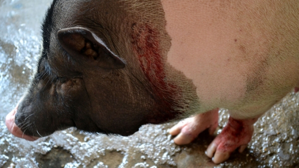 Thêm địa phương có lợn chết sau khi tiêm vacxin dich tả lợn Châu Phi