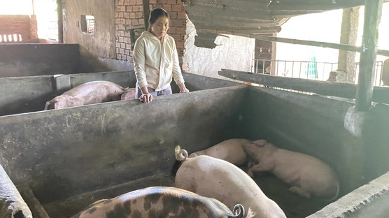 Phú Yên tiêu hủy 431 lợn chết do tiêm vacxin dịch tả lợn Châu Phi