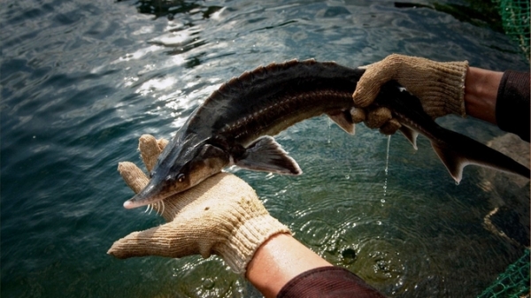 Việt Nam cần khoảng 6 triệu con giống cá nước lạnh mỗi năm