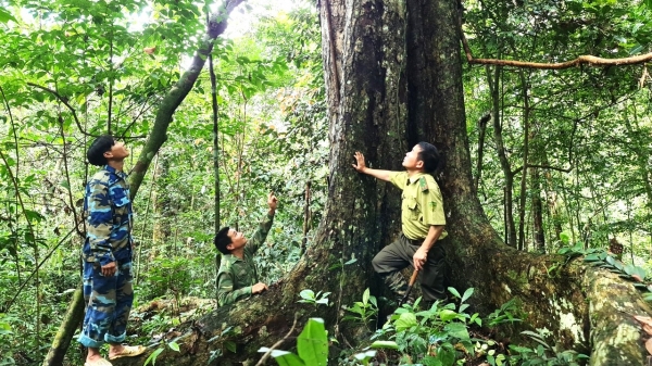 Bảo vệ những cánh rừng cổ thụ ở xứ Tuyên
