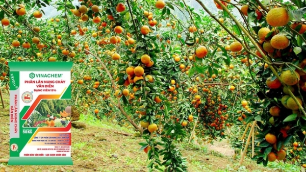Phân bón Văn Điển đáp ứng 13 dinh dưỡng để cây ăn quả phục hồi