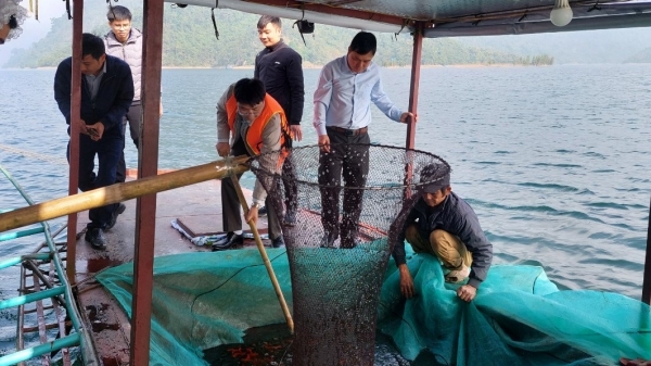 Thả tái tạo hơn 1 tấn cá giống trên hồ thủy điện Tuyên Quang