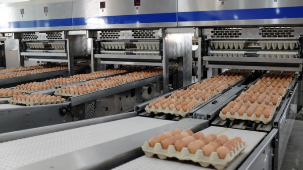 Hòa Phát ký hợp đồng cung cấp trứng gà sạch vào chuỗi siêu thị WinMart