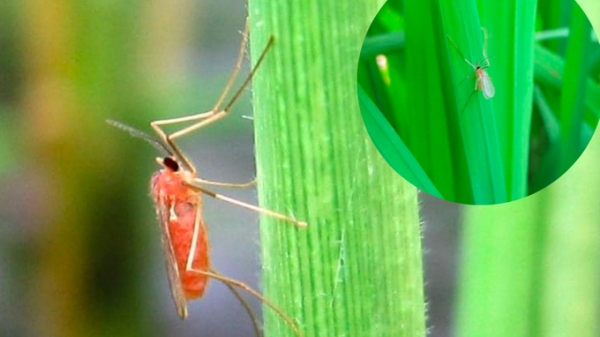 Muỗi hành gây hại và giải pháp phòng trừ
