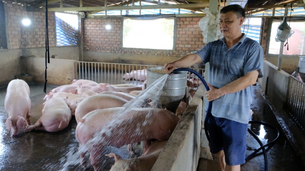 Kết quả khả quan từ tiêm vacxin Dịch tả lợn Châu Phi tại nông hộ