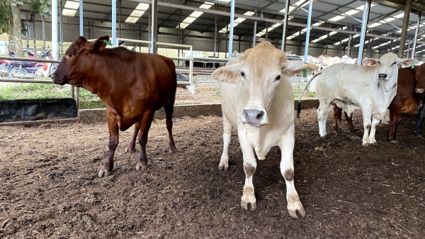 Sửa quy định nuôi 100 con bò phải có giấy phép môi trường