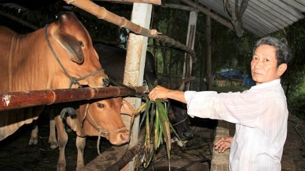 Nông dân chuyển từ nuôi bò thịt sang bò sinh sản